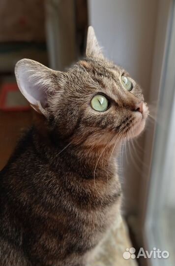Молодая кошечка
