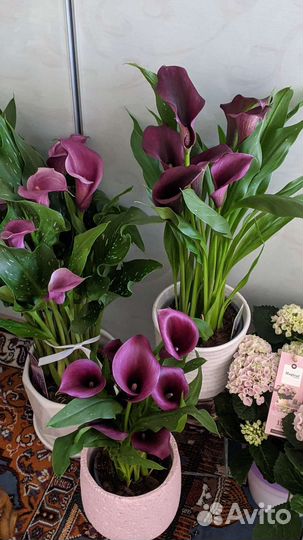 Каллы темные редкие