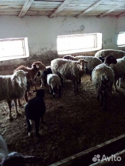 Ягнята Дорпер(30) +Суффолк(70) Линяют