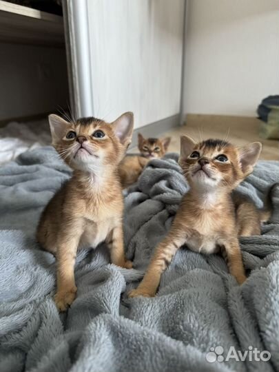 Абиссинские котята