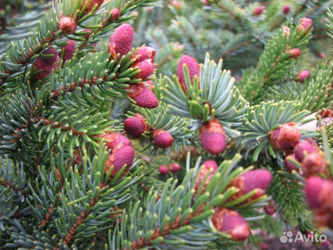 Ель Биколор