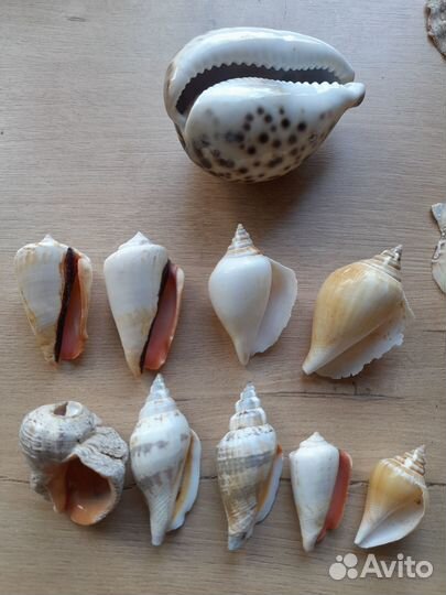 Морские ракушки, раковины