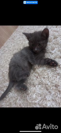 Котенок в добрые руки