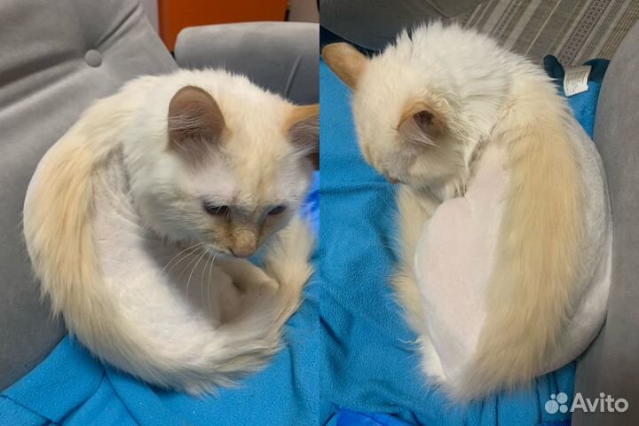 Стрижка кошек