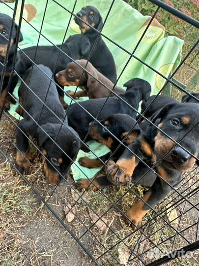 Щенки добермана