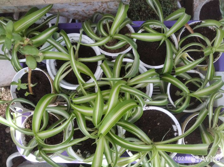 Цветы домашние