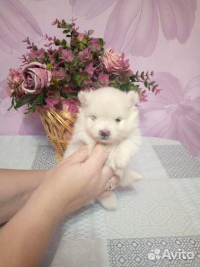 Померанский шпиц мини