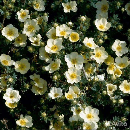 Лапчатка кустарниковая 4 сорта