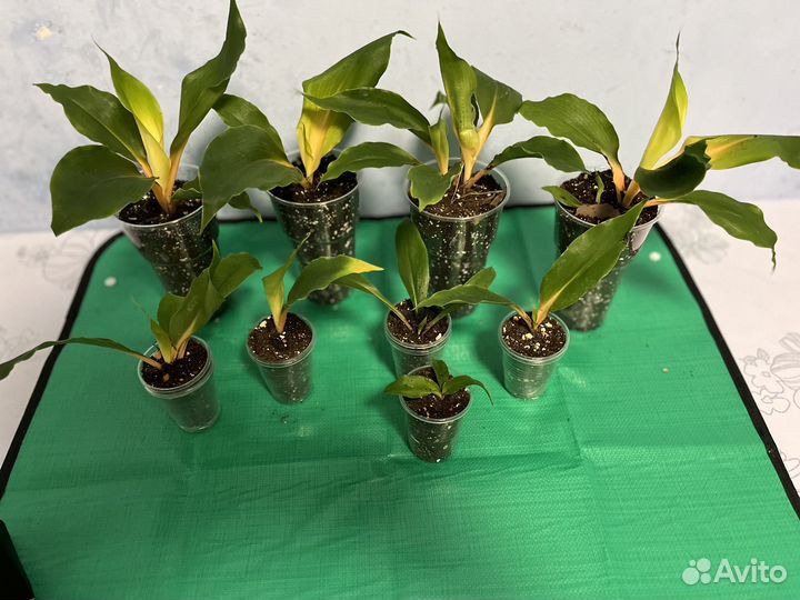 Хлорофитум грин оранж детки