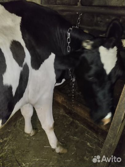 Продам коров