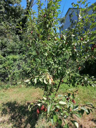 Участок 7 сот. (ИЖС)