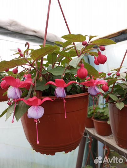 Каланхое, Примула, фуксии, азалия, цинерария