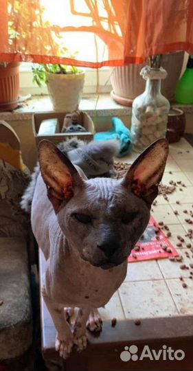 Отдам петерболда