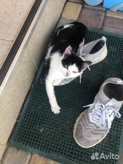 Котенок в дар бесплатно