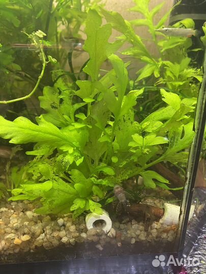 Аквариумное растение