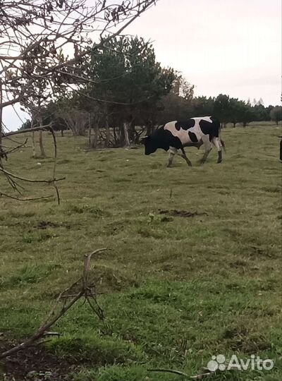 Продам быков 6 штк
