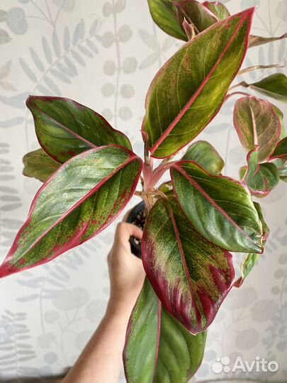 Аглаонема крит