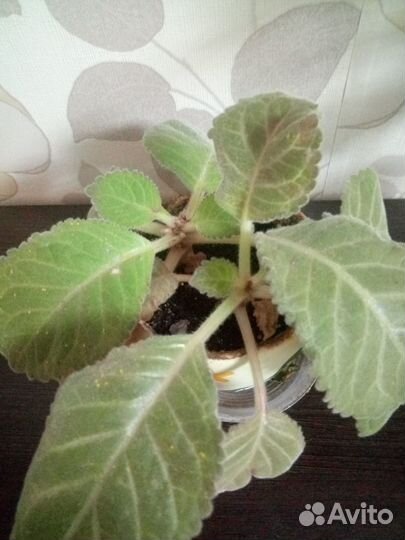 Фиалки Букет невесты, Глоксиния