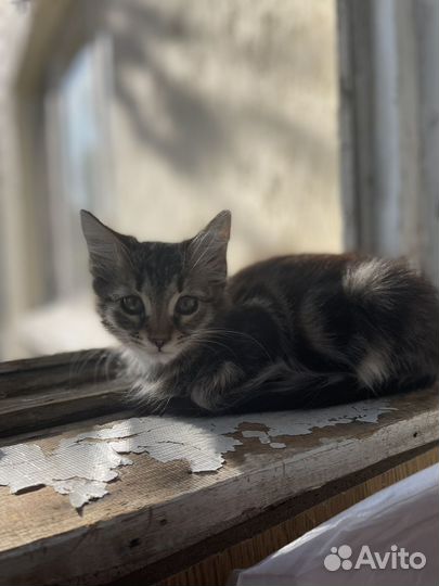 Кошка в дар