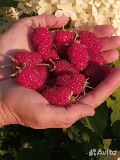 Саженцы ягодных культур