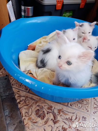 Отдам в добрые руки котят