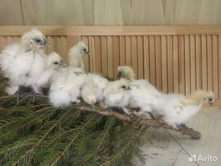 Китайские шелковые