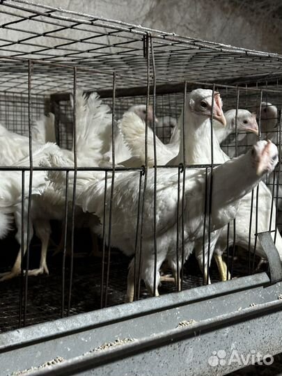 Несушки курочки Молодые 4 месяца