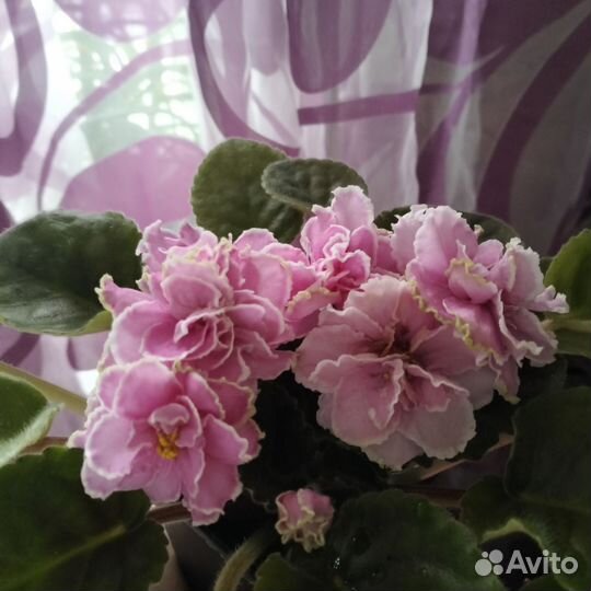 Фиалки цветущие