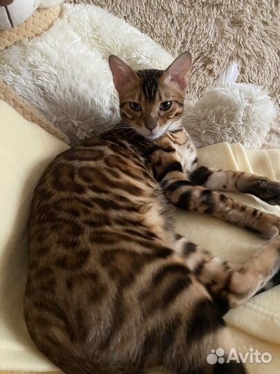 Бенгал вязка