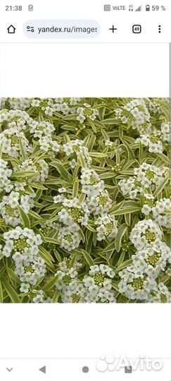 Алиссум Primavera Princess вариегатный