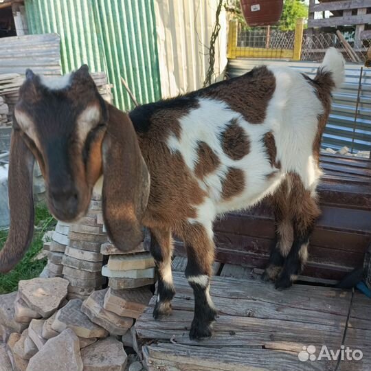 Коза нубийская