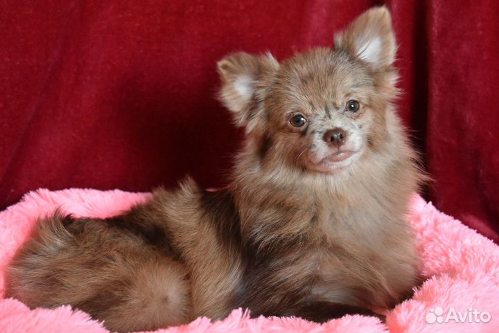 Шпиц - девочка 6 мес нарядного окраса