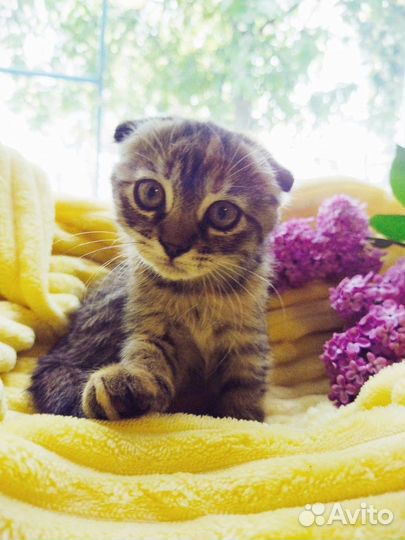 Волшебные весенние котята