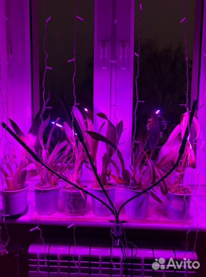 Фитолампа для растений
