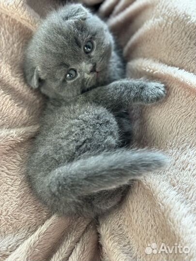 Британские котята