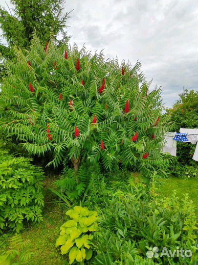 Сумах оленерогий (Уксусное дерево)