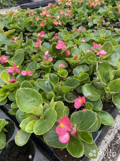 Однолетние цветы