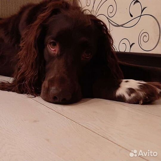 Русский спаниель вязка