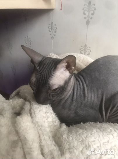 Вязка кошек сфинкс