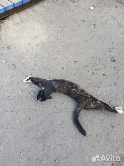 Кошечка в Добрые руки