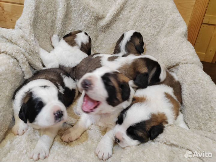 Щенки Московской сторожевой