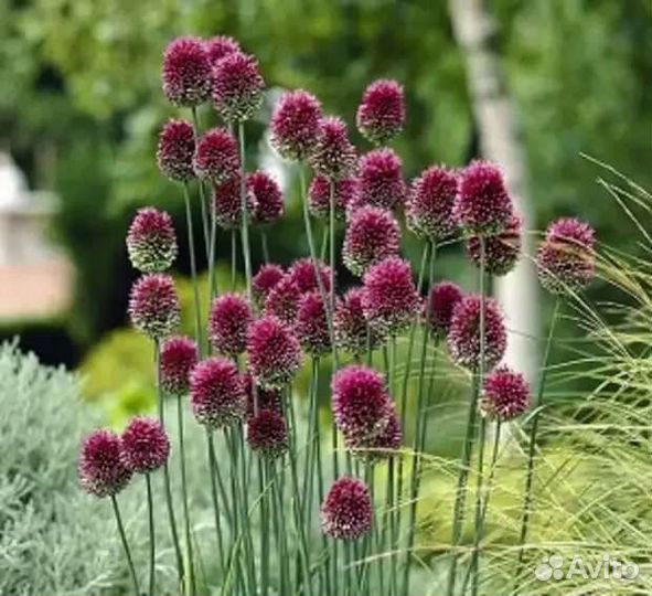 Луковицы ирис голландский, лук декоративный