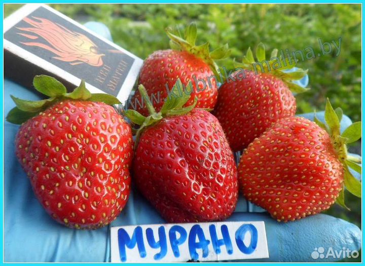 Рассада ремонтантной клубники 