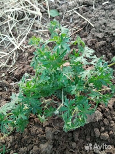 Герань садовая