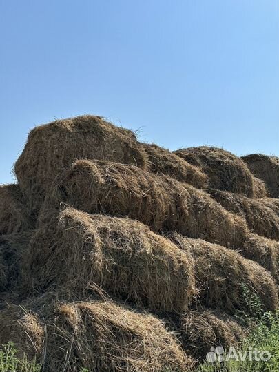Сено люцерны в тюках