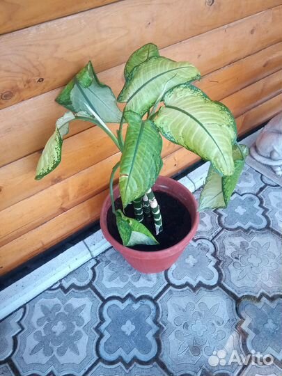 Цветок Диффенбахия