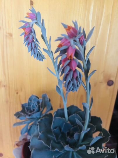 Эхиверия колората