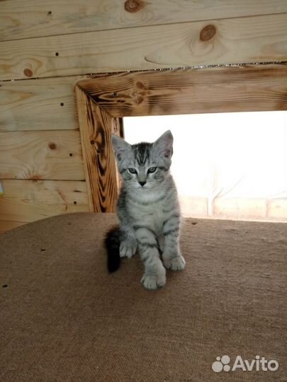 Котята мейн-кун