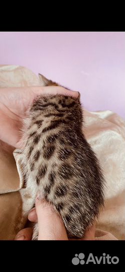 Бенгальские котята