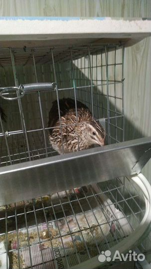 Перепела продажа